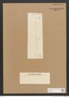 Diatomeae indet. Zeichnungen Sammlung Grunow Nr. 4495 (NHMW-BOT-W0372457)